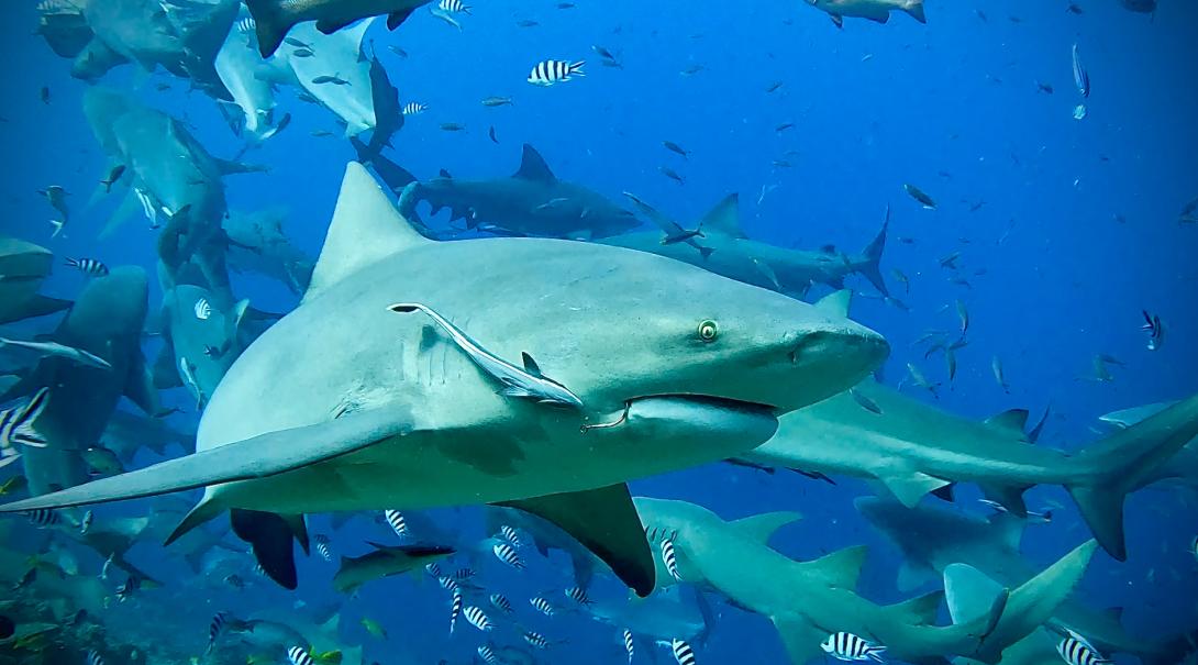 Swimming shark in Fiji during conservation dive